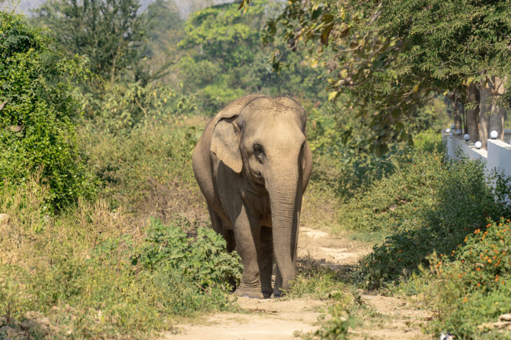 Thaïlande : approcher au plus près des éléphants au sanctuaire Baan Mama