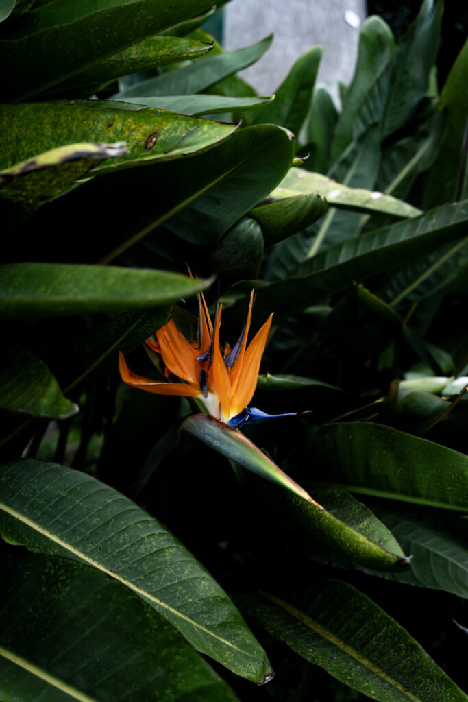 Le jardin tropical de Funchal, à Madère, un incontournable ! Crédit photo obligatoire : Cyrille Ardaud / Est-en-Ouest.fr