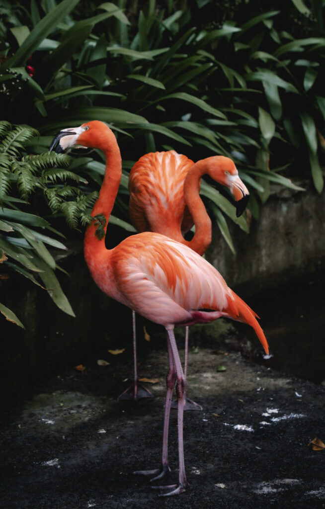 Le jardin tropical de Funchal, à Madère, un incontournable ! Crédit photo obligatoire : Cyrille Ardaud / Est-en-Ouest.fr