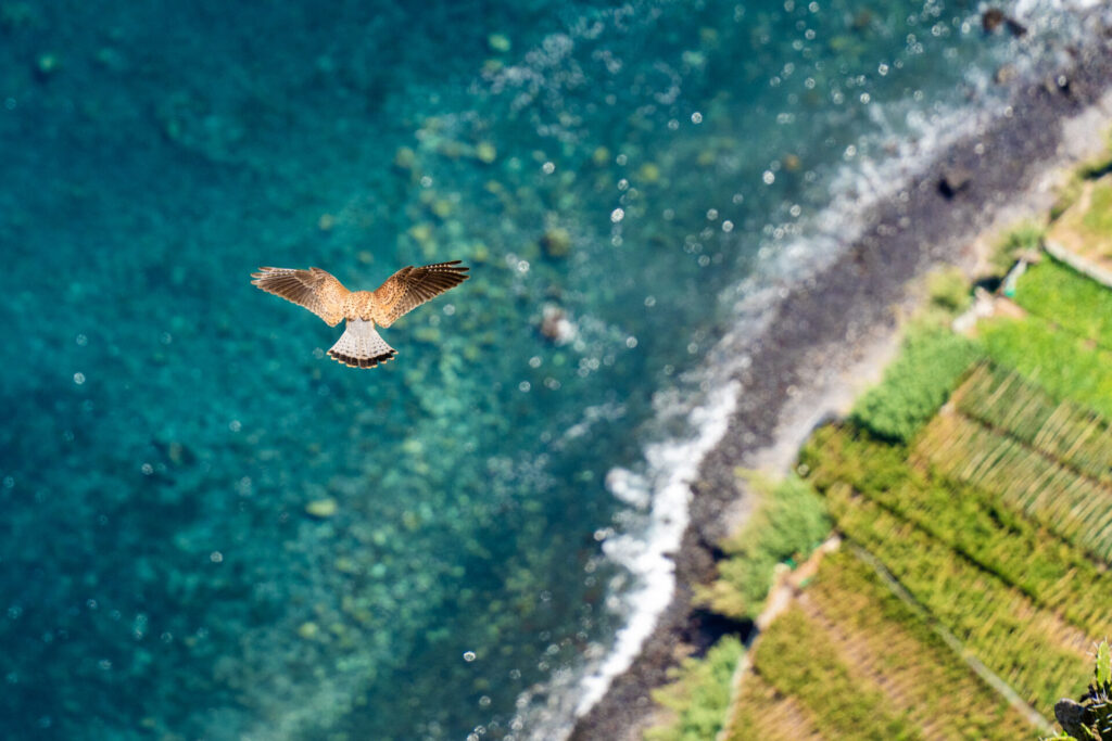 Le Cap Girão, l'une des plus hautes falaises d'Europe. Crédit photo obligatoire : Cyrille Ardaud / Est-en-Ouest.fr