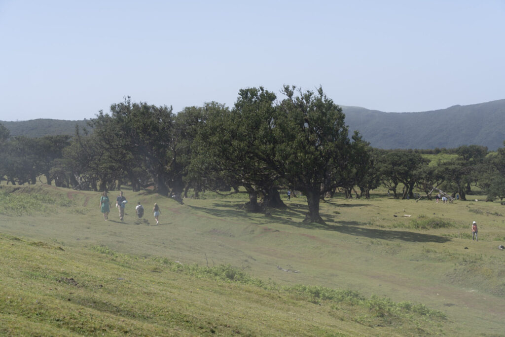 La forêt de Fanal est très souvent couverte par un épais brouillard. Crédit photo obligatoire : Cyrille Ardaud / Est-en-Ouest.fr