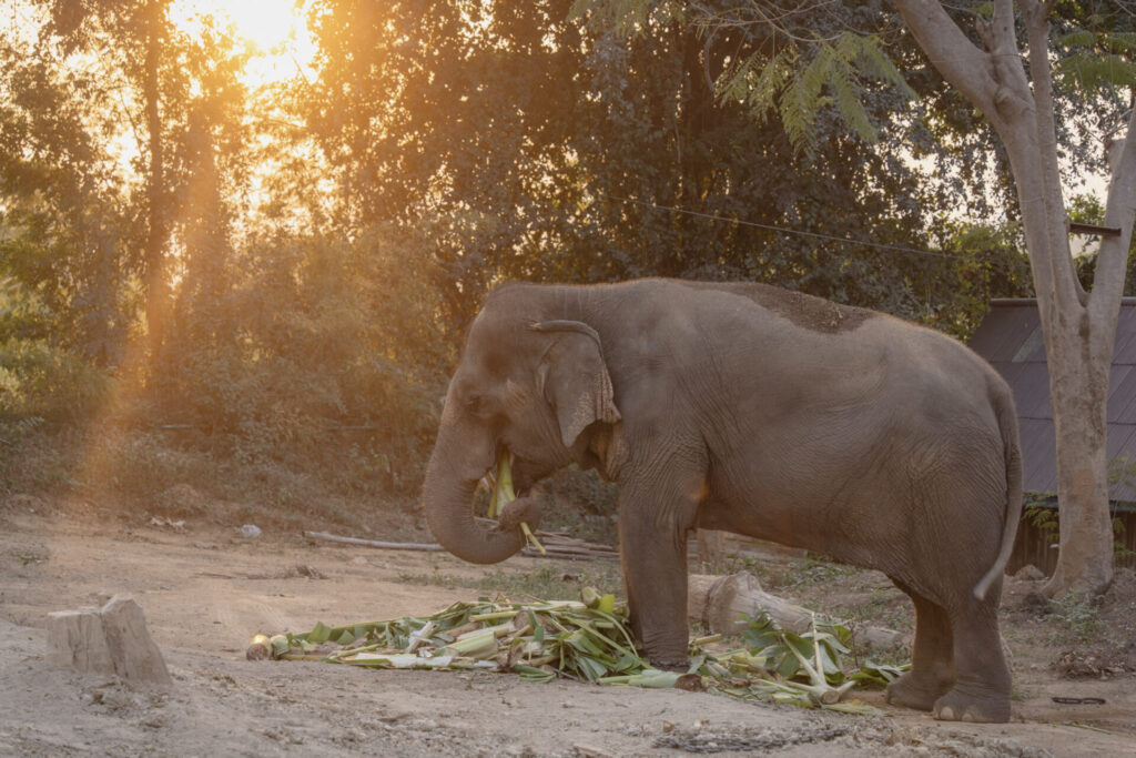 Le sanctuaire éthique pour éléphants Baan Mama, à Kanchanaburi en Thaïlande. Crédit photo obligatoire : Cyrille Ardaud / Est-en-Ouest.fr