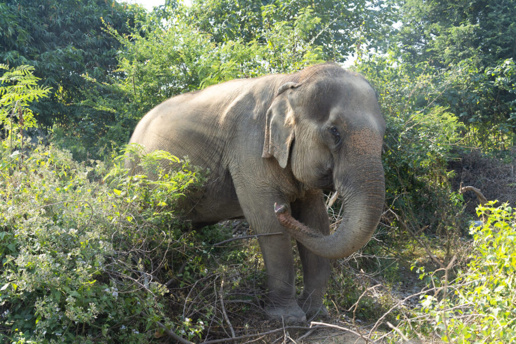 Le sanctuaire éthique pour éléphants Baan Mama, à Kanchanaburi en Thaïlande. Crédit photo obligatoire : Cyrille Ardaud / Est-en-Ouest.fr