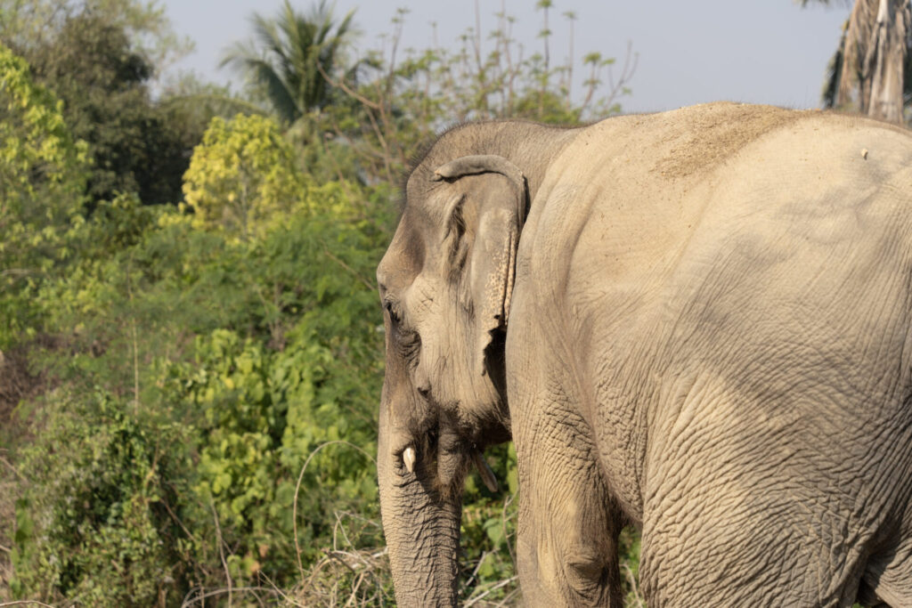 Le sanctuaire éthique pour éléphants Baan Mama, à Kanchanaburi en Thaïlande. Crédit photo obligatoire : Cyrille Ardaud / Est-en-Ouest.fr