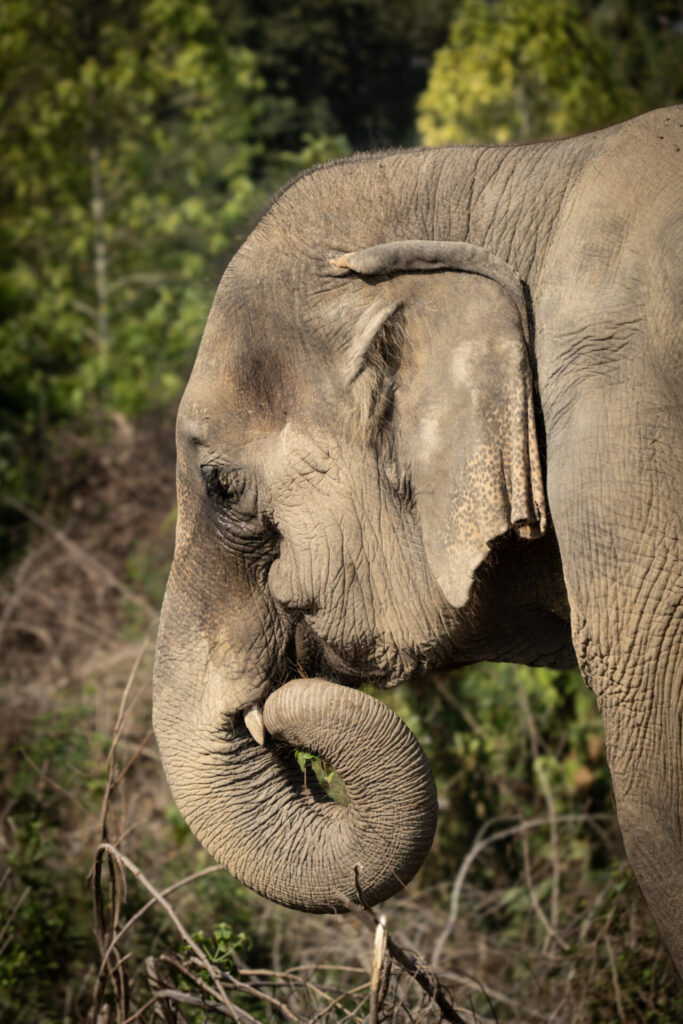 Le sanctuaire éthique pour éléphants Baan Mama, à Kanchanaburi en Thaïlande. Crédit photo obligatoire : Cyrille Ardaud / Est-en-Ouest.fr
