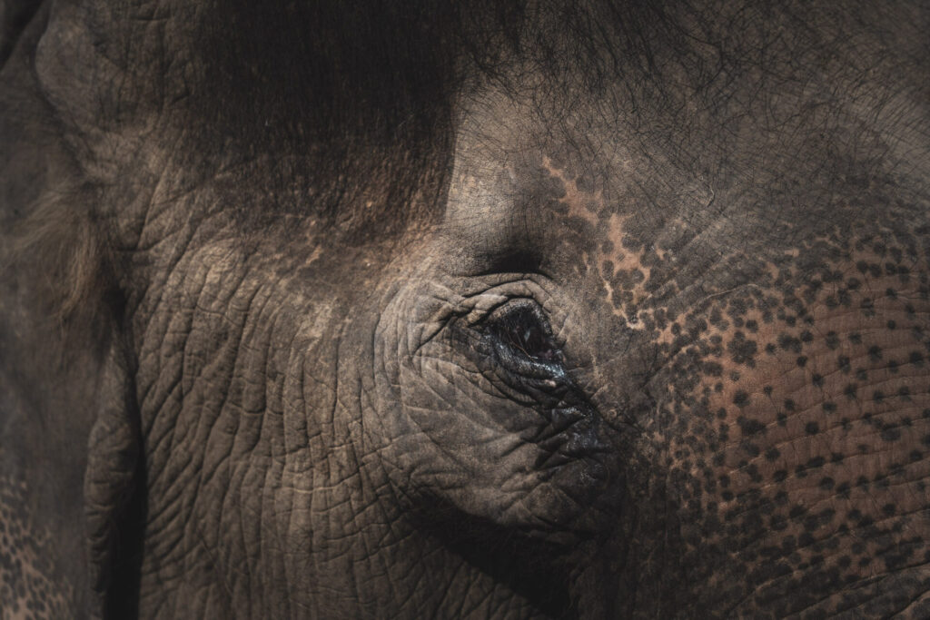Le sanctuaire éthique pour éléphants Baan Mama, à Kanchanaburi en Thaïlande. Crédit photo obligatoire : Cyrille Ardaud / Est-en-Ouest.fr