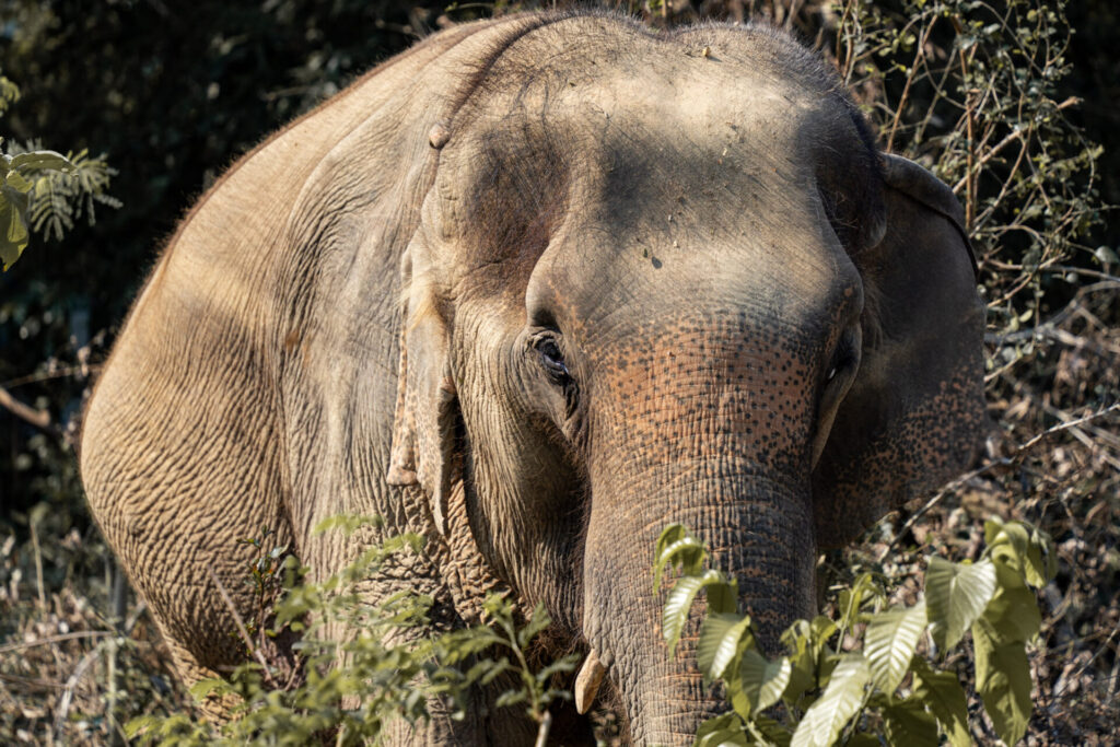 Le sanctuaire éthique pour éléphants Baan Mama, à Kanchanaburi en Thaïlande. Crédit photo obligatoire : Cyrille Ardaud / Est-en-Ouest.fr