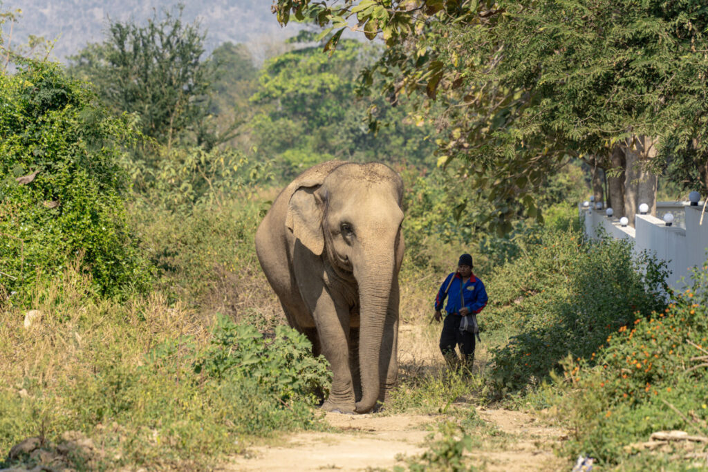 Le sanctuaire éthique pour éléphants Baan Mama, à Kanchanaburi en Thaïlande. Crédit photo obligatoire : Cyrille Ardaud / Est-en-Ouest.fr
