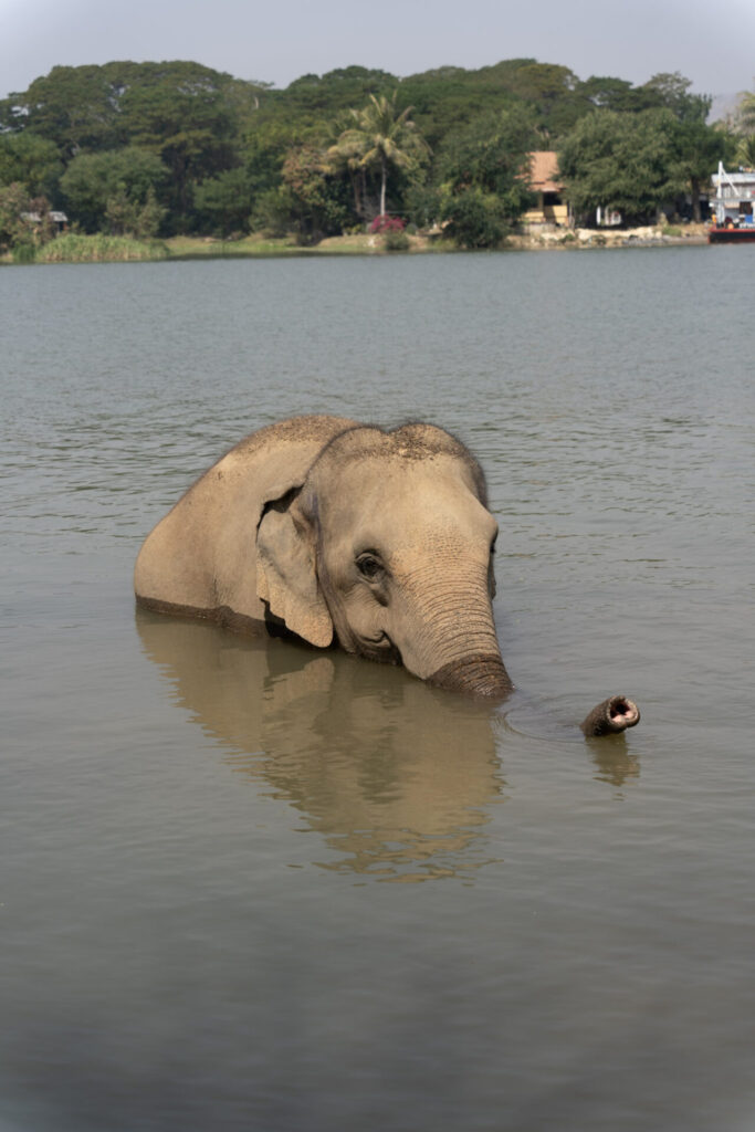 Le sanctuaire éthique pour éléphants Baan Mama, à Kanchanaburi en Thaïlande. Crédit photo obligatoire : Cyrille Ardaud / Est-en-Ouest.fr