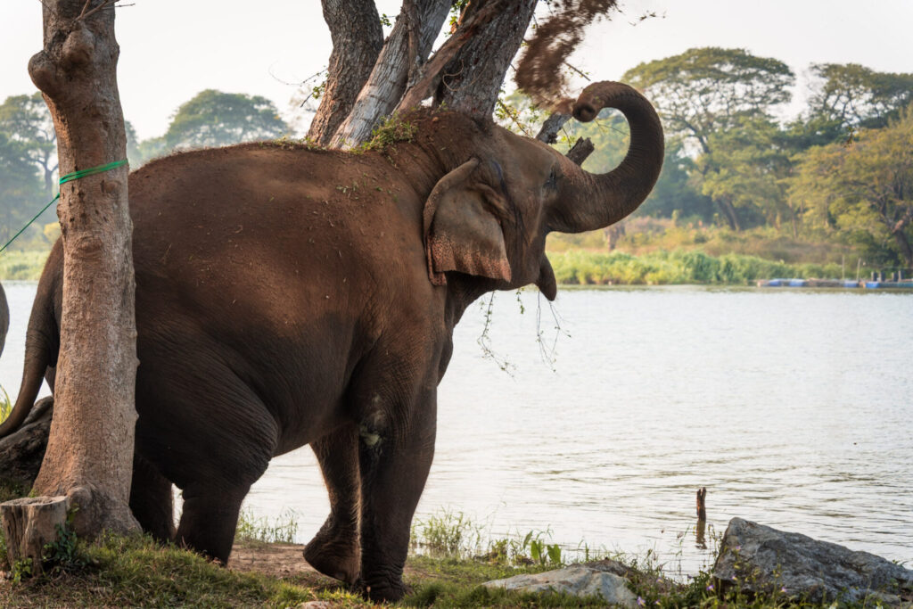 Le sanctuaire éthique pour éléphants Baan Mama, à Kanchanaburi en Thaïlande. Crédit photo obligatoire : Cyrille Ardaud / Est-en-Ouest.fr