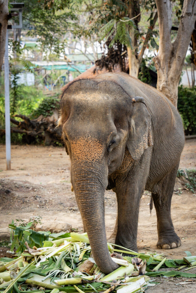 Le sanctuaire éthique pour éléphants Baan Mama, à Kanchanaburi en Thaïlande. Crédit photo obligatoire : Cyrille Ardaud / Est-en-Ouest.fr