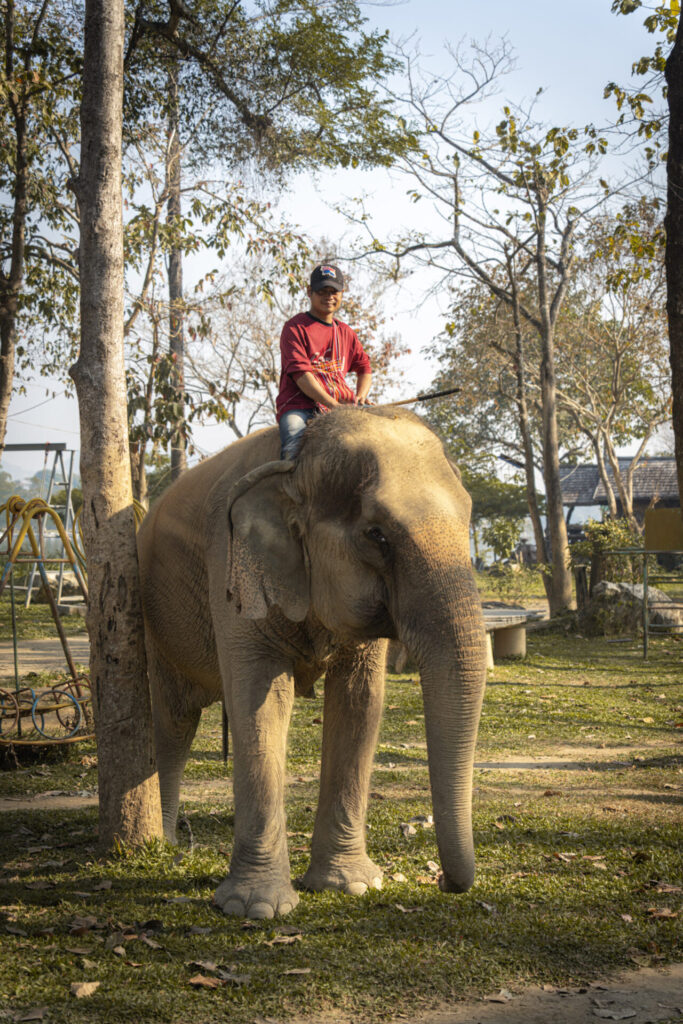 Le sanctuaire éthique pour éléphants Baan Mama, à Kanchanaburi en Thaïlande. Crédit photo obligatoire : Cyrille Ardaud / Est-en-Ouest.fr