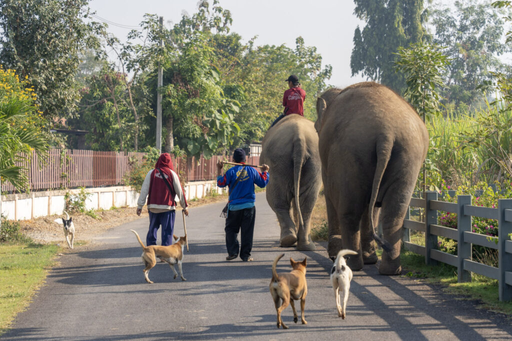 Le sanctuaire éthique pour éléphants Baan Mama, à Kanchanaburi en Thaïlande. Crédit photo obligatoire : Cyrille Ardaud / Est-en-Ouest.fr