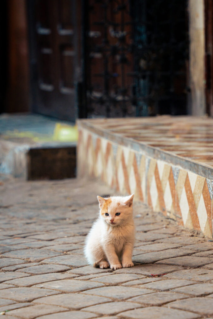 Cyrille Ardaud Est en Ouest blog voyage organisation maroc marrakech agafay desert semaine vacances voyage week end voir ()