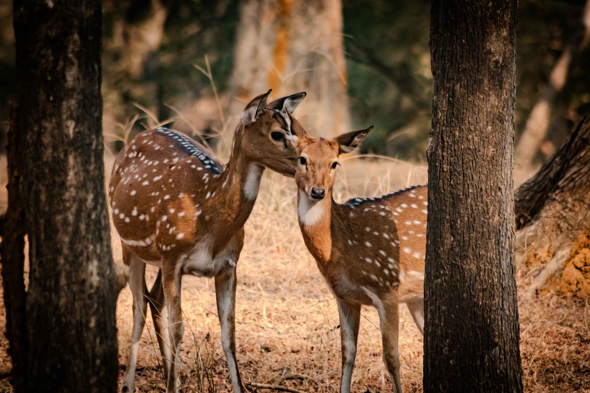 Il est possible de voir un grand nombre d'espèces au parc national de Ranthambore - Crédit Photo obligatoire : Cyrille Ardaud / Est-en-Ouest.fr