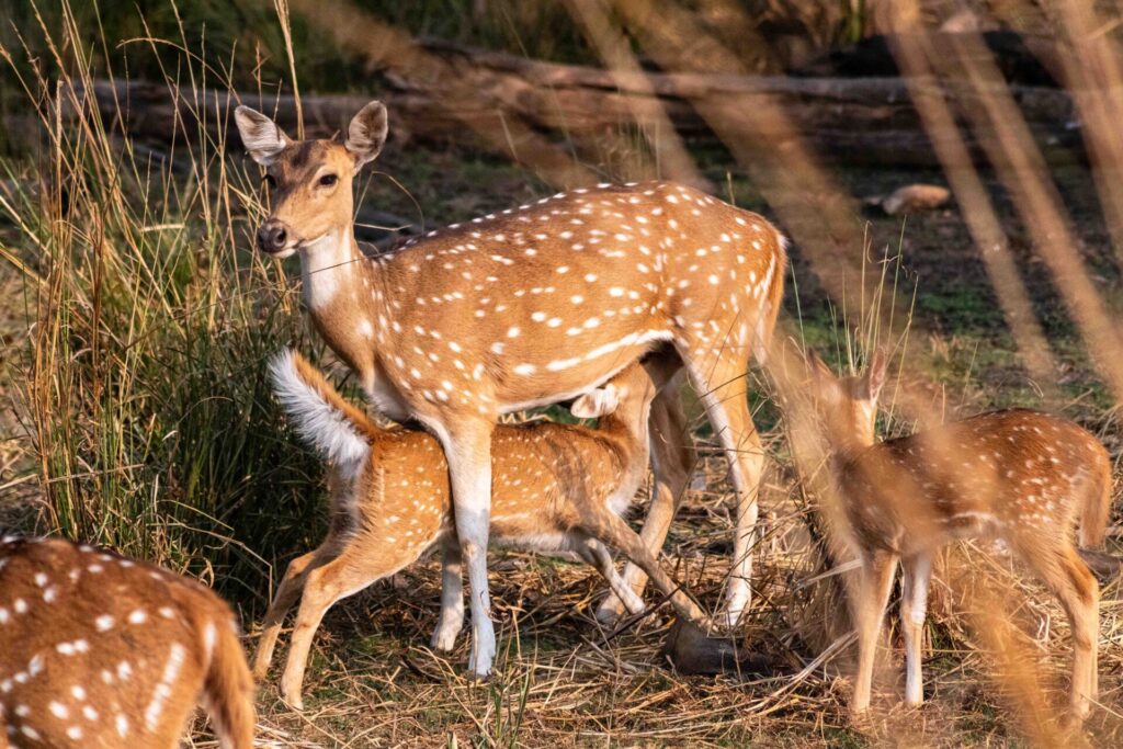 Est en ouest blog voyage inde du nord parc national de ranthambore voir tigres tigers cyrille ardaud voyageur youtube vlog ()