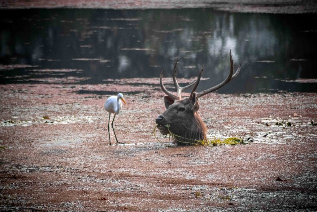 Est en ouest blog voyage inde du nord parc national de ranthambore voir tigres tigers cyrille ardaud voyageur youtube vlog ()