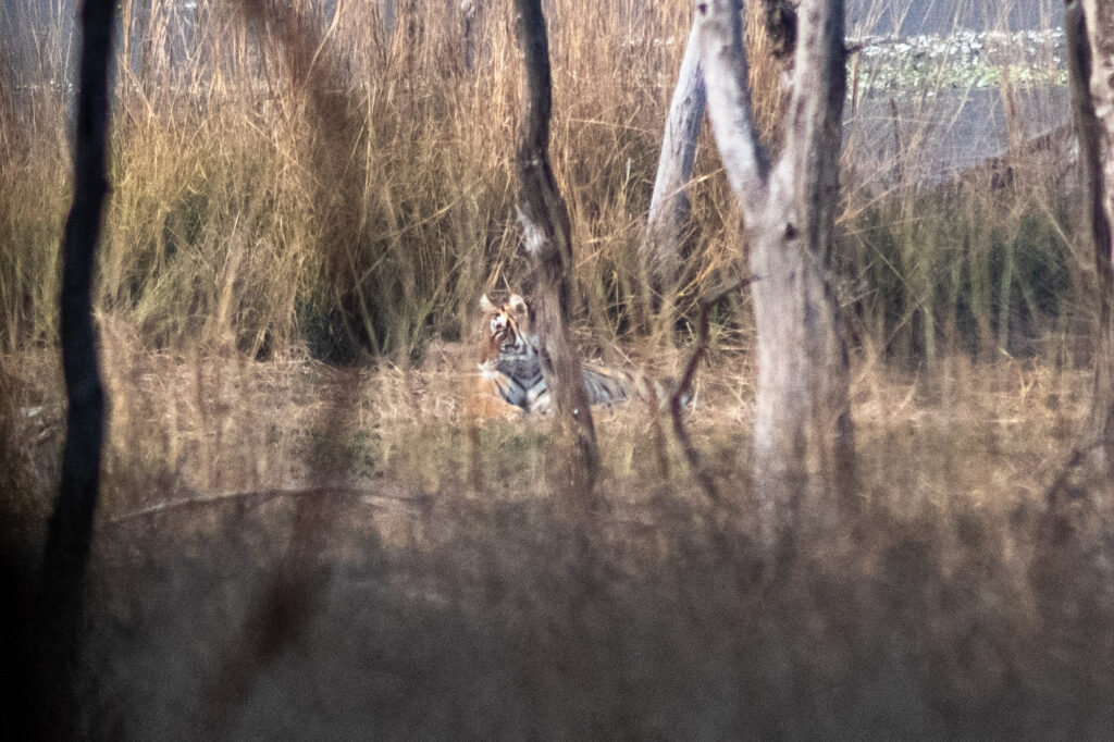 Est en ouest blog voyage inde du nord parc national de ranthambore voir tigres tigers cyrille ardaud voyageur youtube vlog ()
