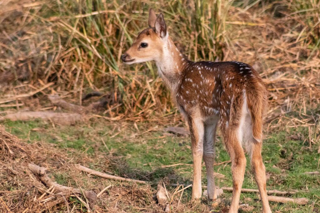 Est en ouest blog voyage inde du nord parc national de ranthambore voir tigres tigers cyrille ardaud voyageur youtube vlog ()
