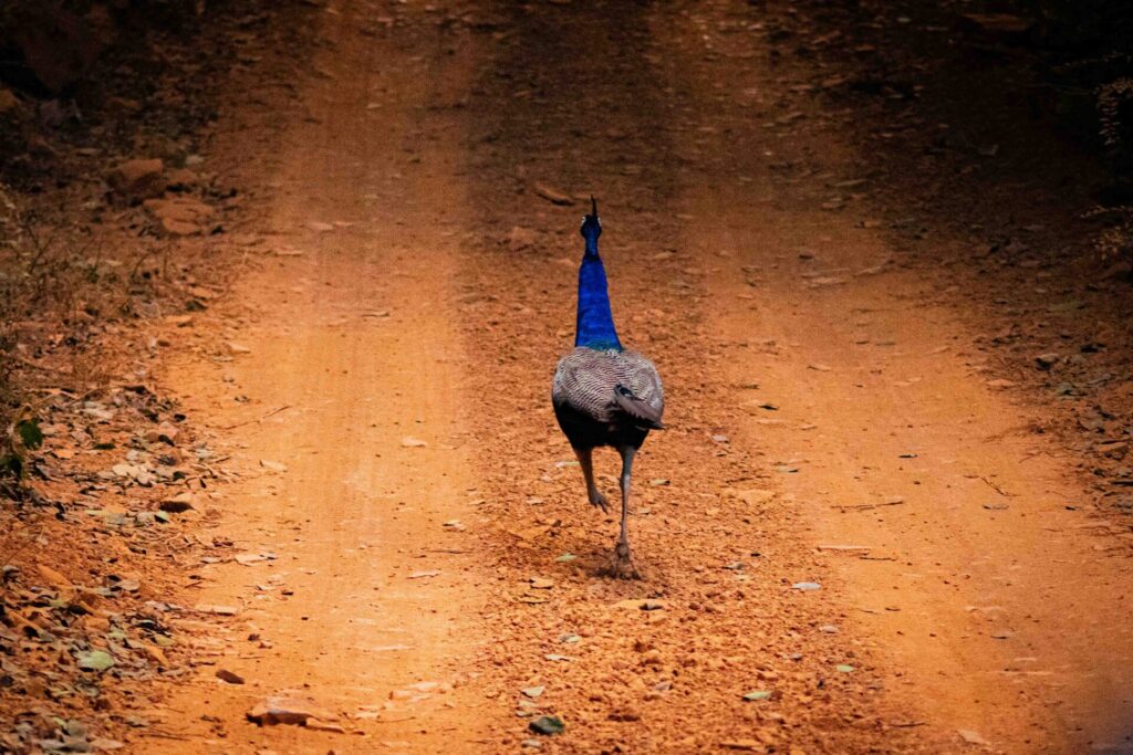 Est en ouest blog voyage inde du nord parc national de ranthambore voir tigres tigers cyrille ardaud voyageur youtube vlog ()