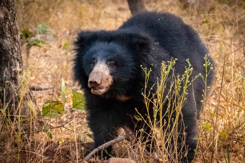 Est en ouest blog voyage inde du nord parc national de ranthambore voir tigres tigers cyrille ardaud voyageur youtube vlog ()