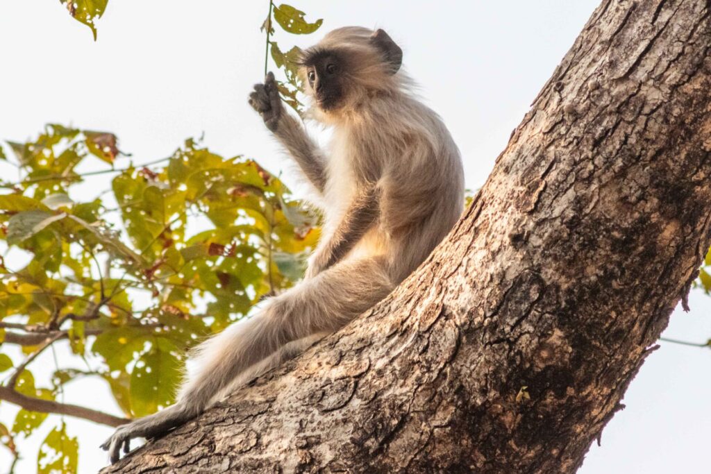 Est en ouest blog voyage inde du nord parc national de ranthambore voir tigres tigers cyrille ardaud voyageur youtube vlog ()