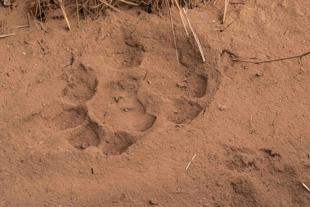 Est en ouest blog voyage inde du nord parc national de ranthambore voir tigres tigers cyrille ardaud voyageur youtube vlog ()