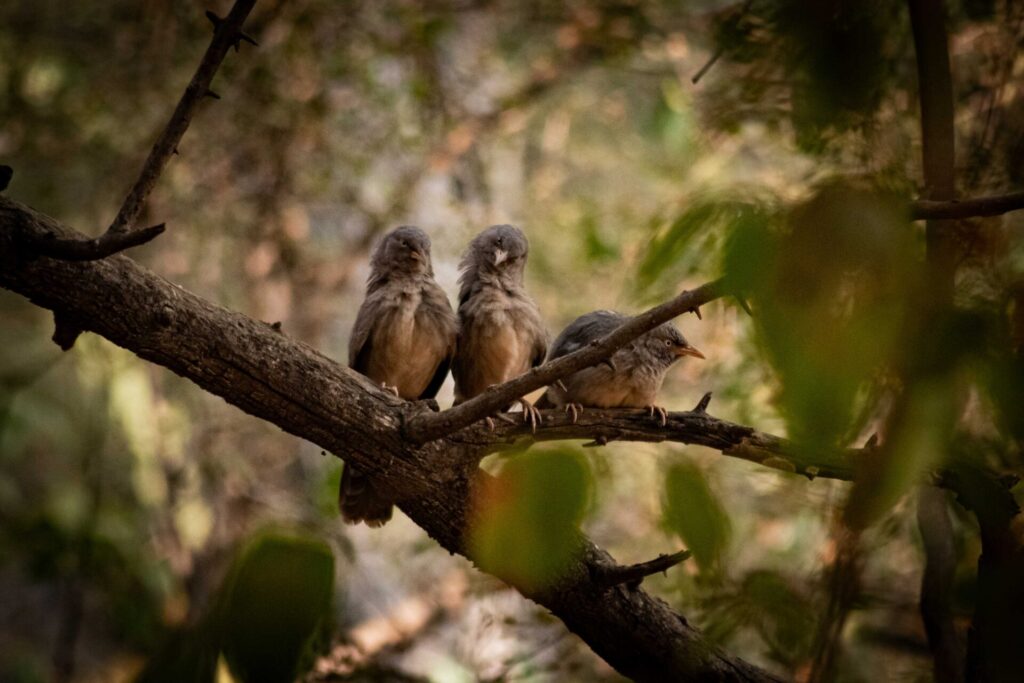 Est en ouest blog voyage inde du nord parc national de ranthambore voir tigres tigers cyrille ardaud voyageur youtube vlog ()