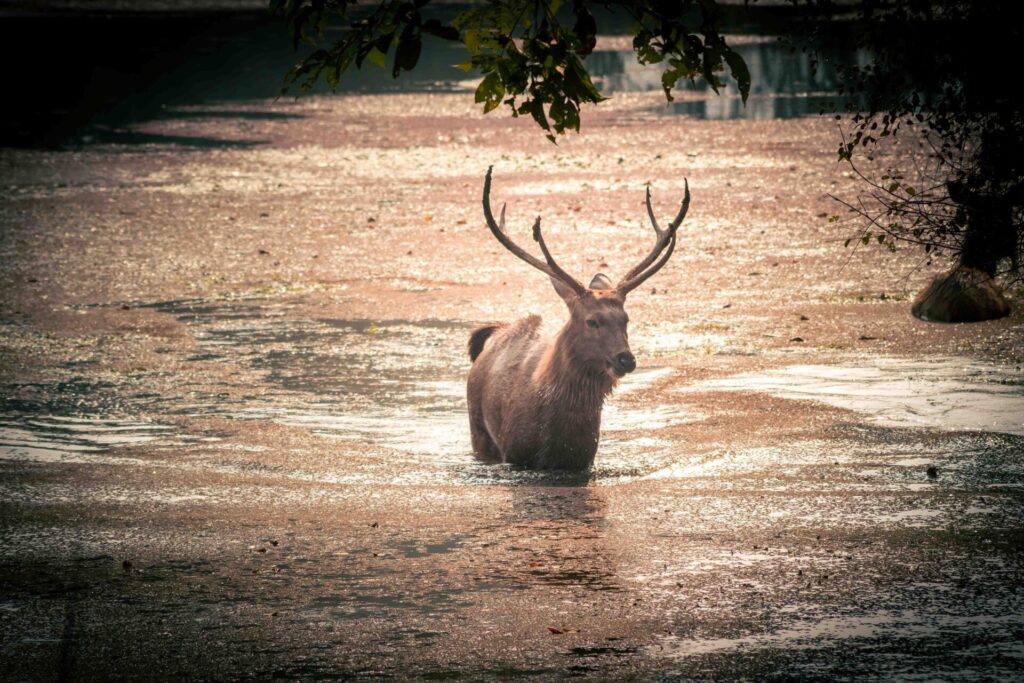 Est en ouest blog voyage inde du nord parc national de ranthambore voir tigres tigers cyrille ardaud voyageur youtube vlog ()