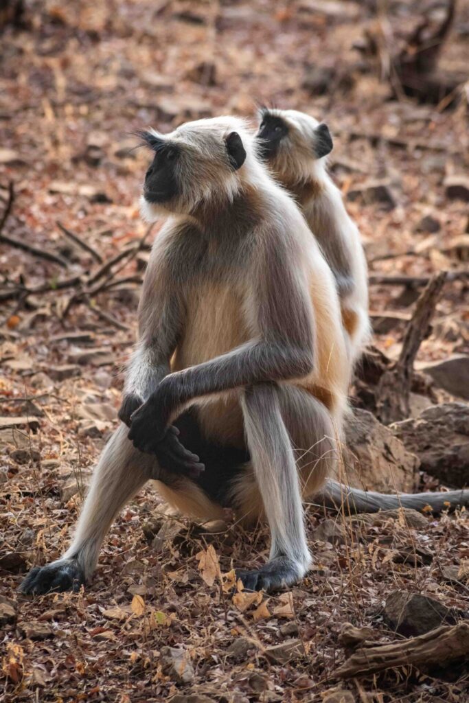 Est en ouest blog voyage inde du nord parc national de ranthambore voir tigres tigers cyrille ardaud voyageur youtube vlog ()