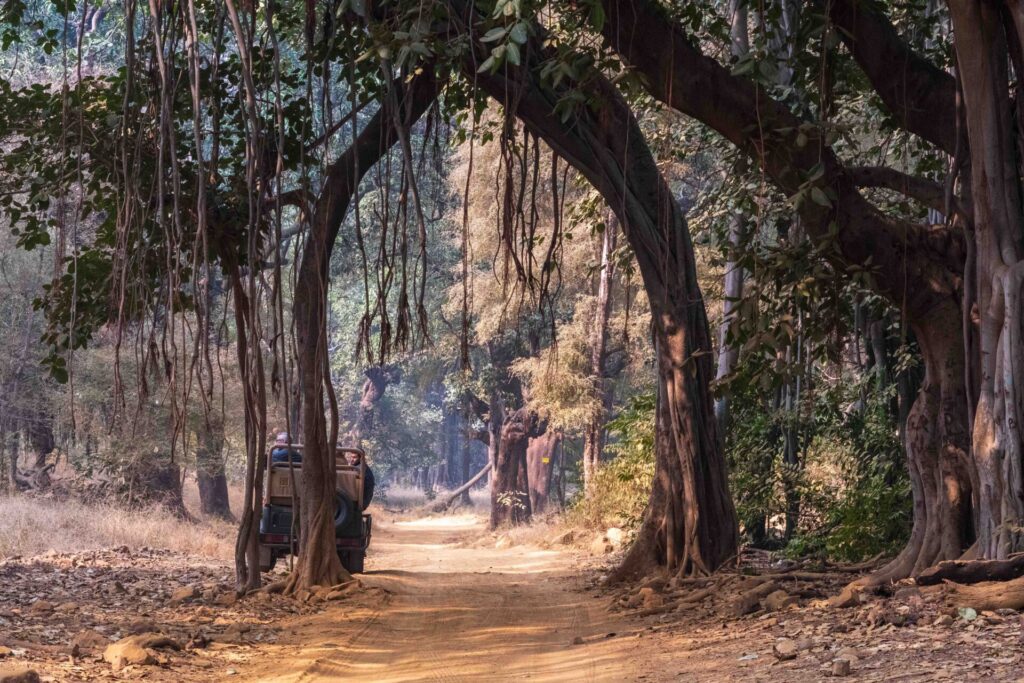 Est en ouest blog voyage inde du nord parc national de ranthambore voir tigres tigers cyrille ardaud voyageur youtube vlog ()