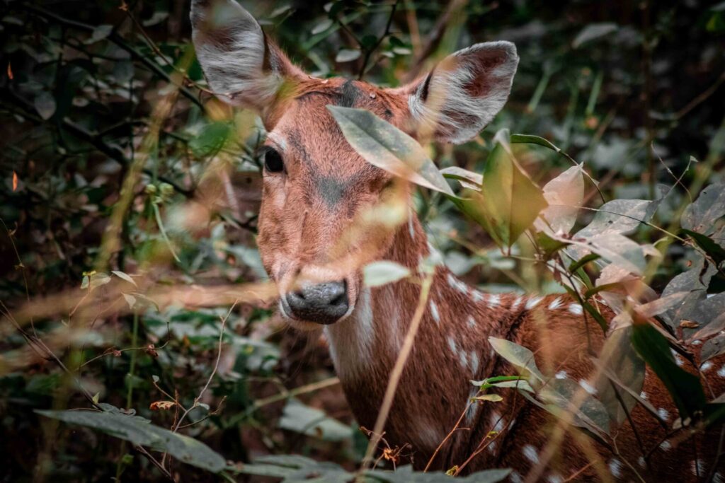 Est en ouest blog voyage inde du nord parc national de ranthambore voir tigres tigers cyrille ardaud voyageur youtube vlog ()
