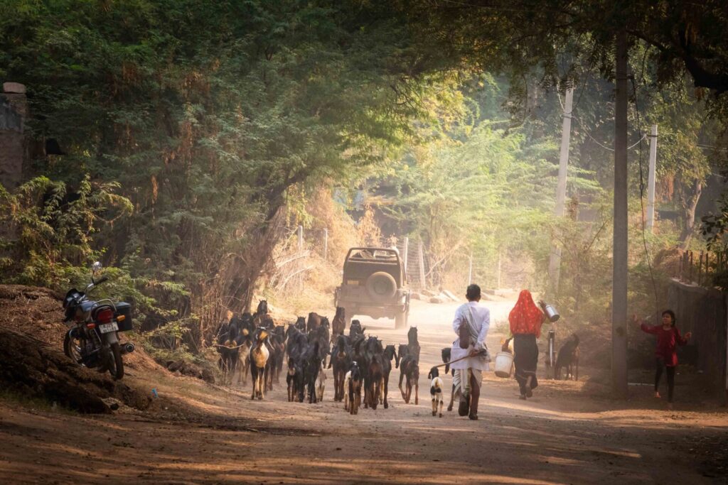 Est en ouest blog voyage inde du nord parc national de ranthambore voir tigres tigers cyrille ardaud voyageur youtube vlog ()