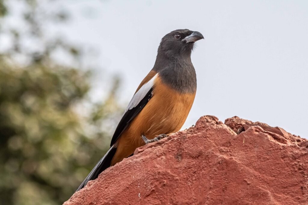 Est en ouest blog voyage inde du nord parc national de ranthambore voir tigres tigers cyrille ardaud voyageur youtube vlog ()