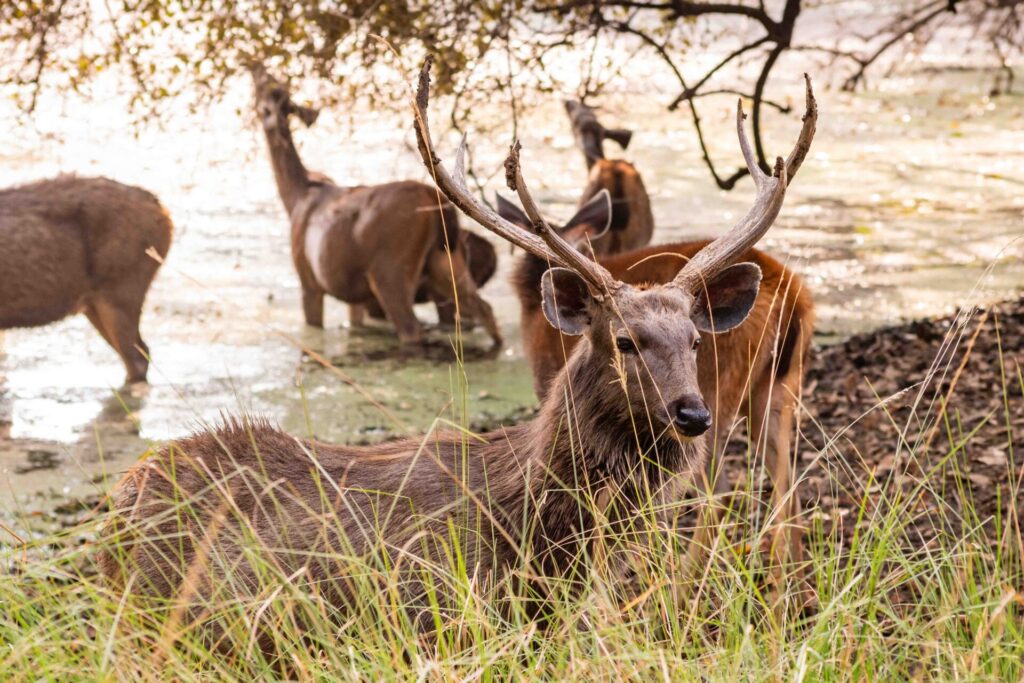 Est en ouest blog voyage inde du nord parc national de ranthambore voir tigres tigers cyrille ardaud voyageur youtube vlog ()