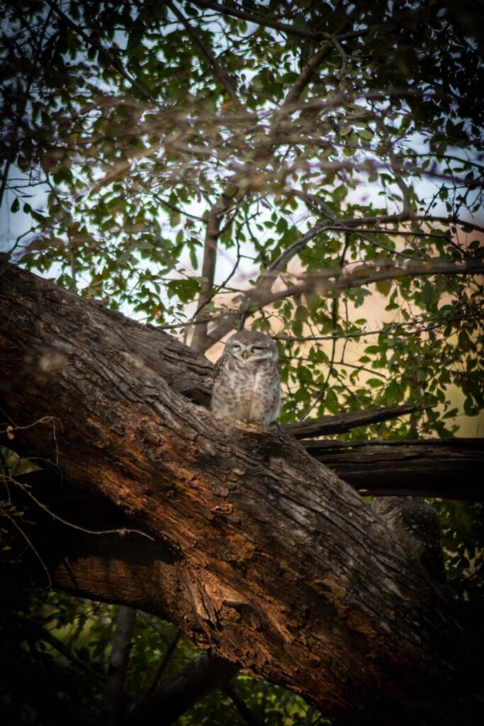 Est en ouest blog voyage inde du nord parc national de ranthambore voir tigres tigers cyrille ardaud voyageur youtube vlog ()