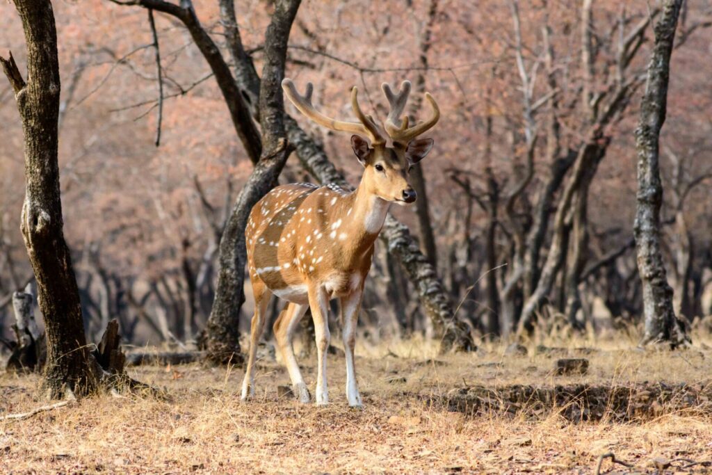 Est en ouest blog voyage inde du nord parc national de ranthambore voir tigres tigers cyrille ardaud voyageur youtube vlog ()