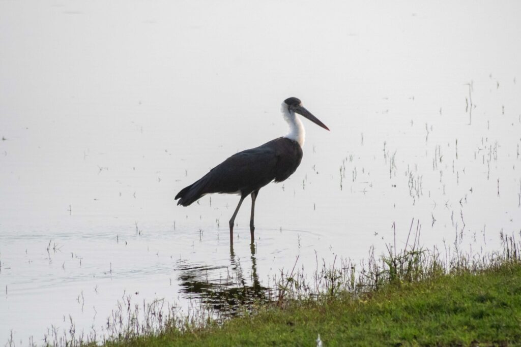 Est en ouest blog voyage inde du nord parc national de ranthambore voir tigres tigers cyrille ardaud voyageur youtube vlog ()