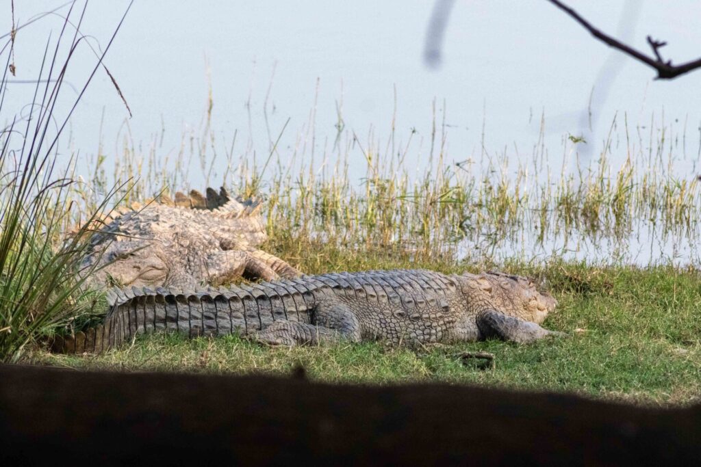 Est en ouest blog voyage inde du nord parc national de ranthambore voir tigres tigers cyrille ardaud voyageur youtube vlog ()