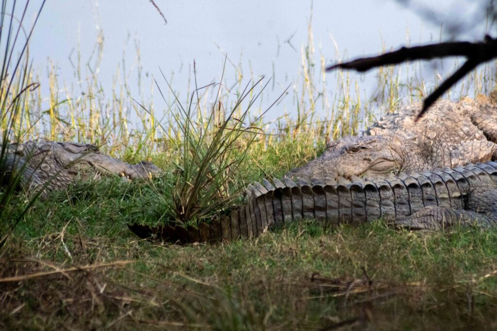 Est en ouest blog voyage inde du nord parc national de ranthambore voir tigres tigers cyrille ardaud voyageur youtube vlog ()