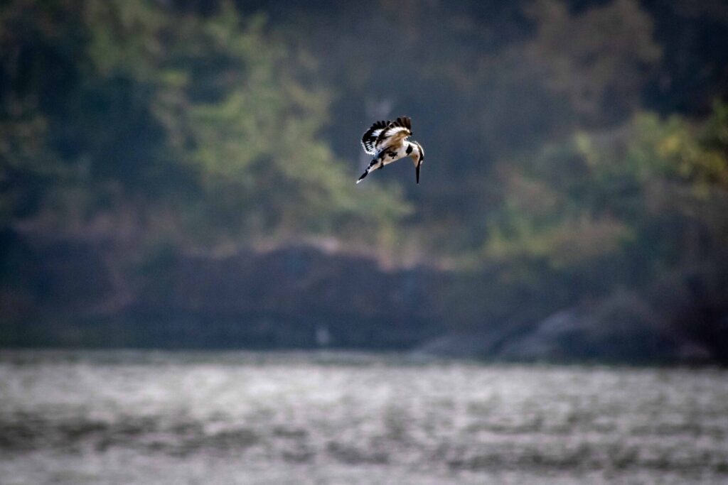 Est en ouest blog voyage inde du nord parc national de ranthambore voir tigres tigers cyrille ardaud voyageur youtube vlog ()