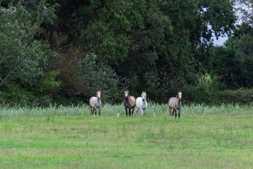 Est en Ouest Cyrille Ardaud photographe camargue chevaux camarguais où voir week end manade gardian mer marais salins galop lever soleil coucher soleil technique france ()