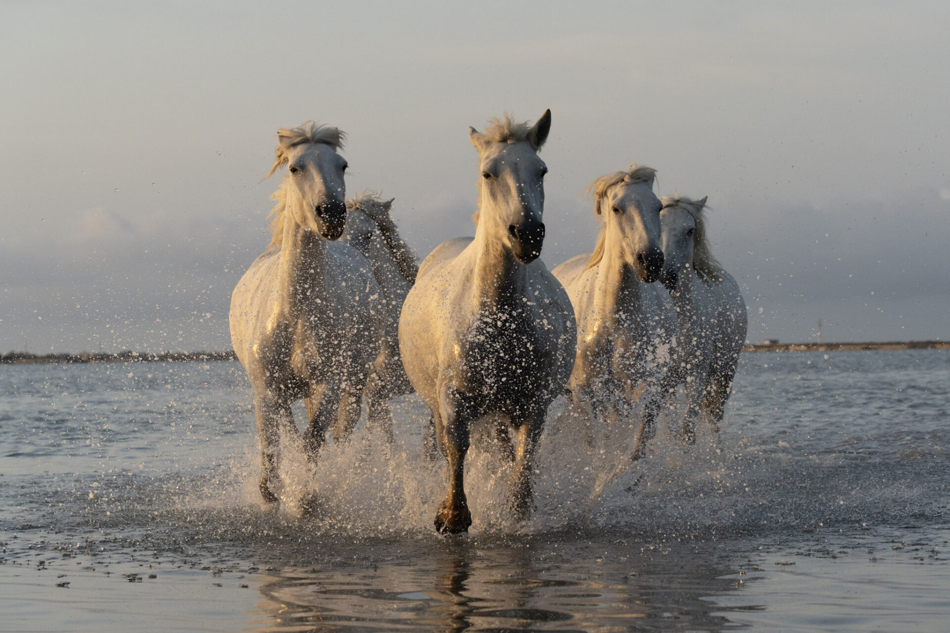 Comment voir et où photographier de beaux chevaux camarguais, au galop dans les marais ?