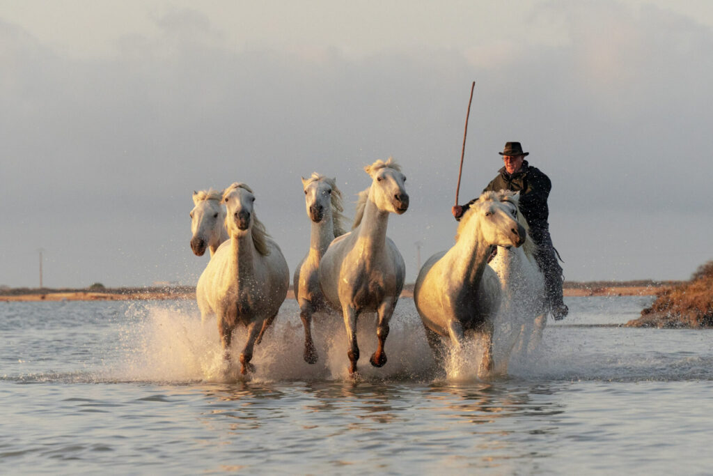 Est en Ouest Cyrille Ardaud photographe camargue chevaux camarguais où voir week end manade gardian mer marais salins galop lever soleil coucher soleil technique france ()