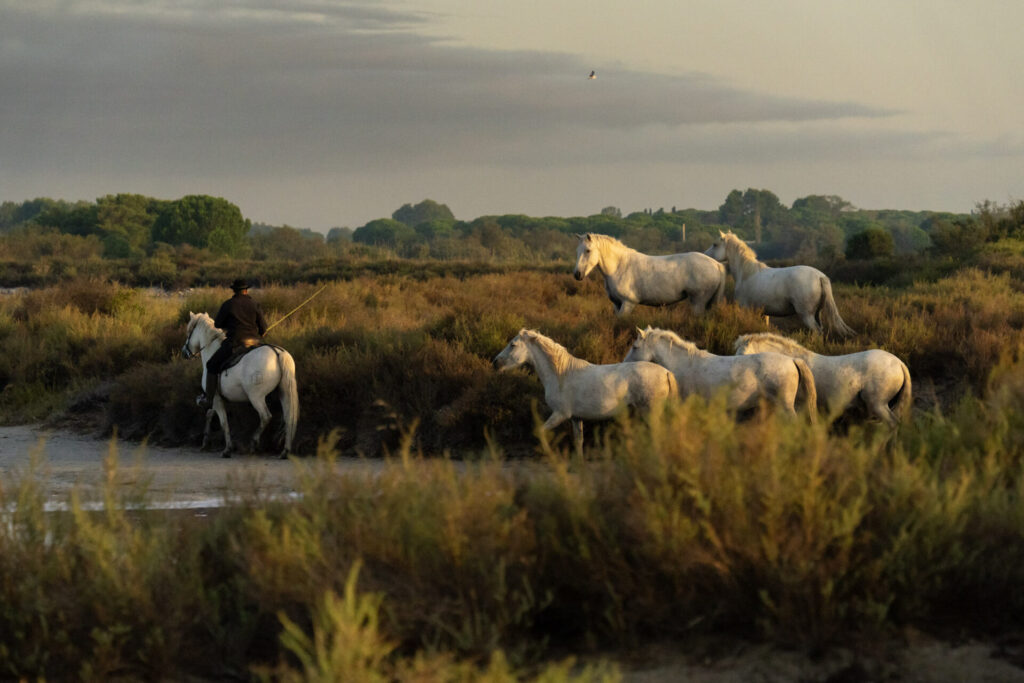 Est en Ouest Cyrille Ardaud photographe camargue chevaux camarguais où voir week end manade gardian mer marais salins galop lever soleil coucher soleil technique france ()