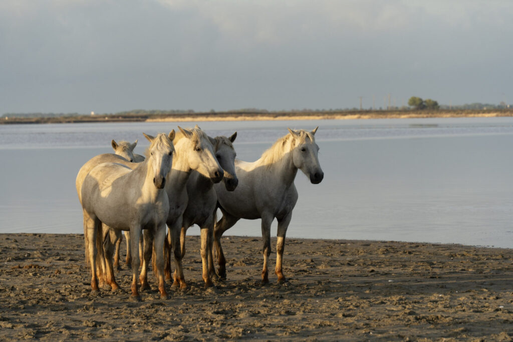 Est en Ouest Cyrille Ardaud photographe camargue chevaux camarguais où voir week end manade gardian mer marais salins galop lever soleil coucher soleil technique france ()