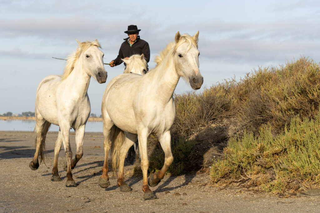 Est en Ouest Cyrille Ardaud photographe camargue chevaux camarguais où voir week end manade gardian mer marais salins galop lever soleil coucher soleil technique france ()