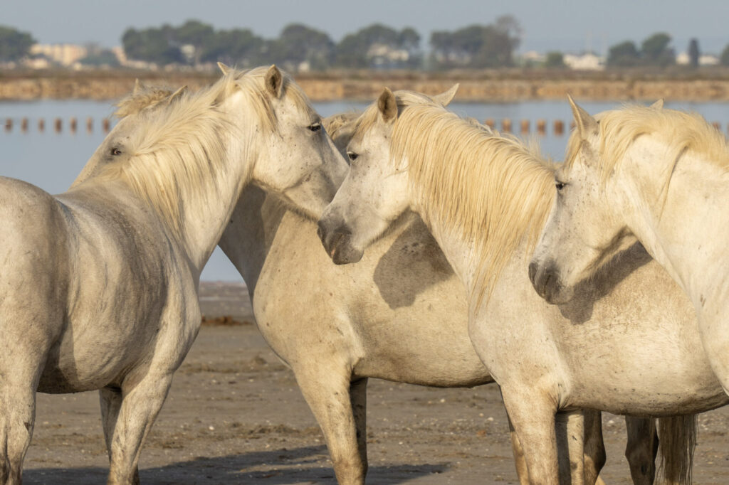 Est en Ouest Cyrille Ardaud photographe camargue chevaux camarguais où voir week end manade gardian mer marais salins galop lever soleil coucher soleil technique france ()
