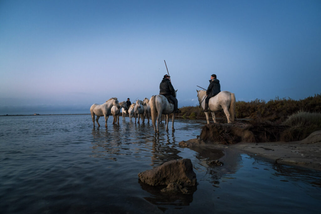 Est en Ouest Cyrille Ardaud photographe camargue chevaux camarguais où voir week end manade gardian mer marais salins galop lever soleil coucher soleil technique france ()